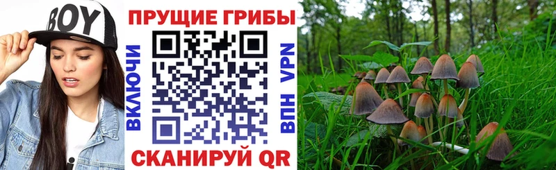 Галлюциногенные грибы Psilocybe  Ивантеевка 